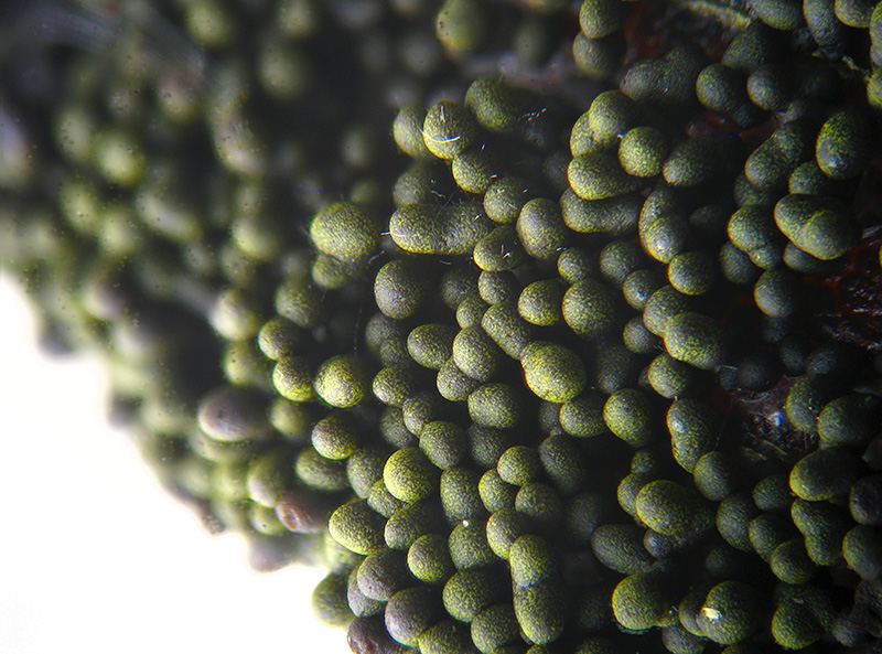 Physarum virescens